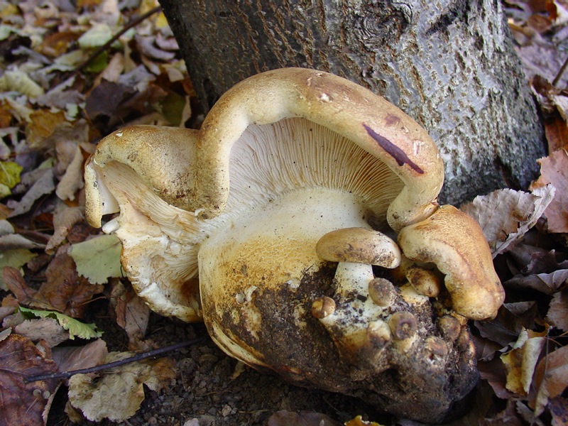 Ritrovamento del12.11.2010